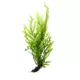 Product Top Fin® African Water Fern Live Plant