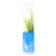 Product Top Fin® African Water Fern Live Plant