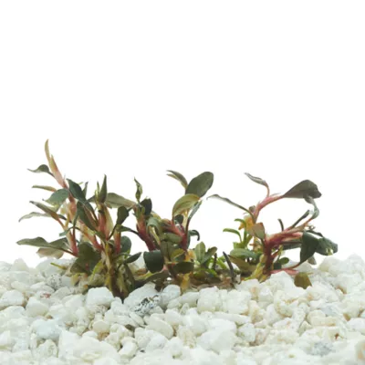 Product Top Fin® Tissue Culture Bucephalandra Brownie Live Aquatic Plant