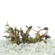 Product Top Fin® Tissue Culture Bucephalandra Brownie Live Aquatic Plant