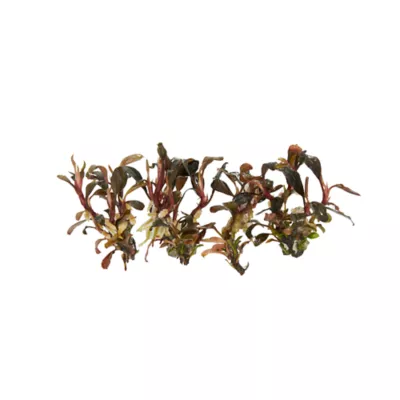 Product Top Fin® Tissue Culture Bucephalandra Brownie Live Aquatic Plant
