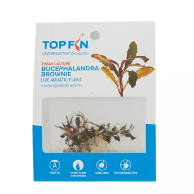Product Top Fin® Tissue Culture Bucephalandra Brownie Live Aquatic Plant