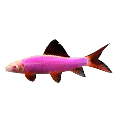 Product GloFish® Rainbow Shark