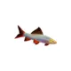 Product GloFish® Rainbow Shark