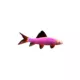 Product GloFish® Rainbow Shark