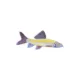 Product GloFish® Rainbow Shark