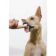 Product Pup Cup Frozen All Life Stage Dog Treat - Chicken