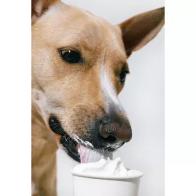Product Pup Cup Frozen All Life Stage Dog Treat - Bacon