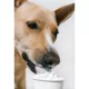 Product Pup Cup Frozen All Life Stage Dog Treat - Bacon