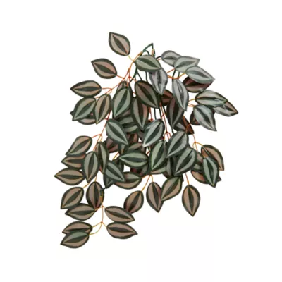 Product Thrive Hanging Vine Terrarium Plant