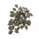 Product Thrive Hanging Vine Terrarium Plant