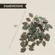 Product Thrive Hanging Vine Terrarium Plant