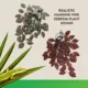 Product Thrive Hanging Vine Terrarium Plant