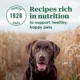 Product NUTRO MAX™ Senior Dry Dog Food - Chicken