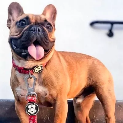 Product Fresh Pawz Monogram Hype Dog Collar
