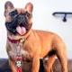 Product Fresh Pawz Monogram Hype Dog Collar