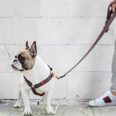 Product Fresh Pawz G-Stripe H-Dog Harness