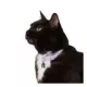 Product Whisker City® Purple Moon Easy Release Kitten & Cat Collar