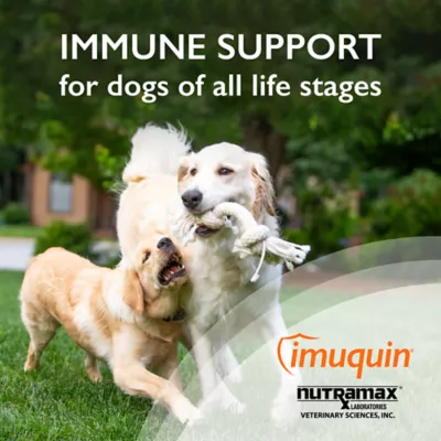 Product Nutramax Imuquin - Immune Support for Dogs
