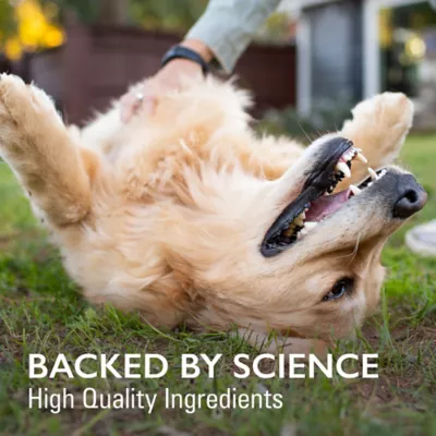 Product Nutramax Imuquin - Immune Support for Dogs