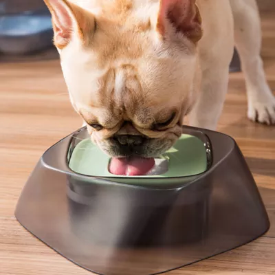 Product Pet Life Hydritate Anti-Puddle Drinking Water Pet Bowl
