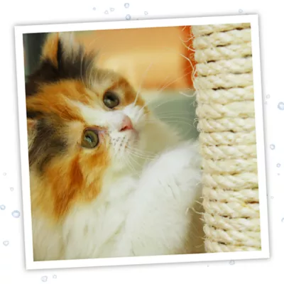Product Meowijuana® Catnip Spray with Silvervine