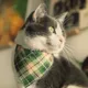 Product Made By Cleo Bandana- Linden