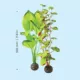 Product biOrb Artificial Aquarium Silk Plant Set - 14"