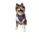 Product Hip Doggie Halloween "Lil' Boo" and "Tricks 4 Treats" Reversible Dog Bandana