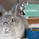 Product Oxbow Garden Select Rabbit Food