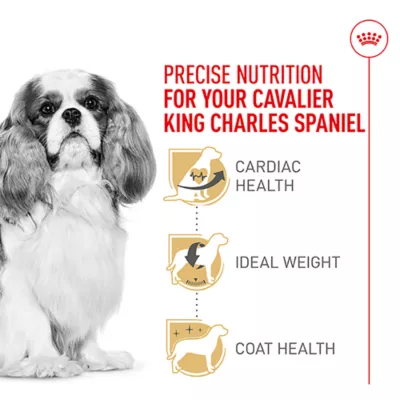 Product Royal Canin Breed Health Nutrition Cavalier King Charles Spaniel Adult Dry Dog Food
