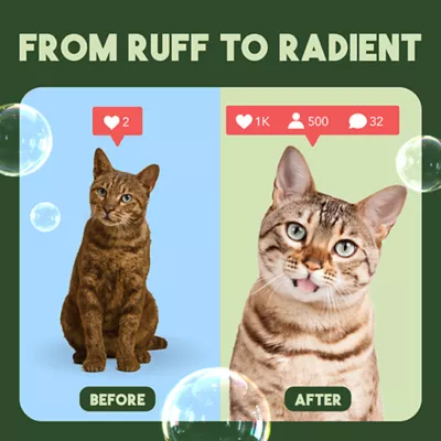 Product TropiClean Gentle Coconut Hypoallergenic Cat & Kitten Shampoo