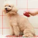 Product CHI® Soap Dispensing Palm Brush for Dogs