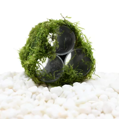 Product Top Fin® Shrimp Moss Pyramid Live Plant