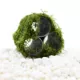 Product Top Fin® Shrimp Moss Pyramid Live Plant