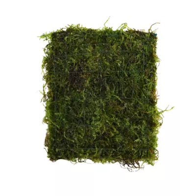 Product Top Fin® Live Java Moss Pad