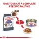 Product Royal Canin Feline Adult Dry Cat Food Care Nutrition, Appetite Control Care