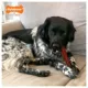 Product Nylabone® Power Chew Basted Blast Dog Toy - Bacon & Steak Flavor
