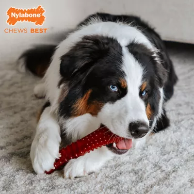 Product Nylabone® Power Chew Basted Blast Dog Toy - Bacon & Steak Flavor