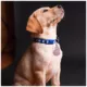 Product TagWorks® Rose Gold Modern Heart Paw Punch Out Personalized Pet ID Tag