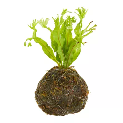 Product Top Fin® Java Ball with Pad