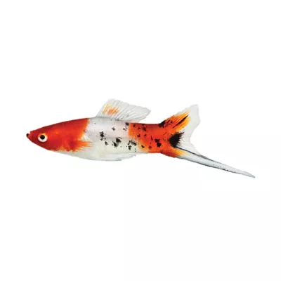 Product Sanke Swordtail