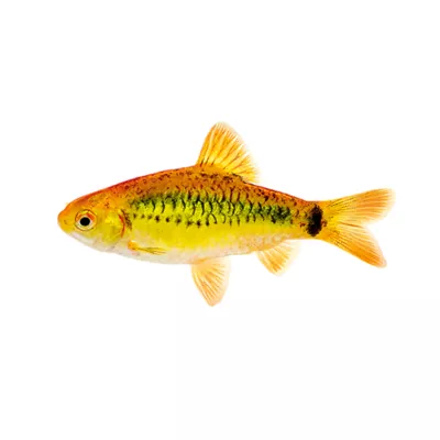 Product Gold Barb