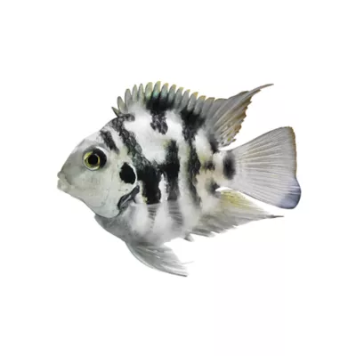 Product Polar Blue Tiger Parrot Cichlid