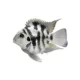 Product Polar Blue Tiger Parrot Cichlid