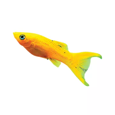 Product Gold Nugget Molly