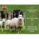 Product Sweet Country® All Stock Pellet