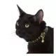 Product Whisker City® Gold Egyptian Easy Release Kitten & Cat Collar