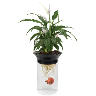 Product Penn-Plax Aqua-Ponic Kit & Betta Bowl