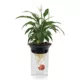 Product Penn-Plax Aqua-Ponic Kit & Betta Bowl